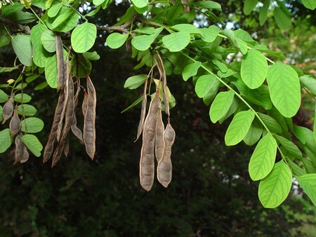 Semena Robinije, Foto Alexander Mrkvicka